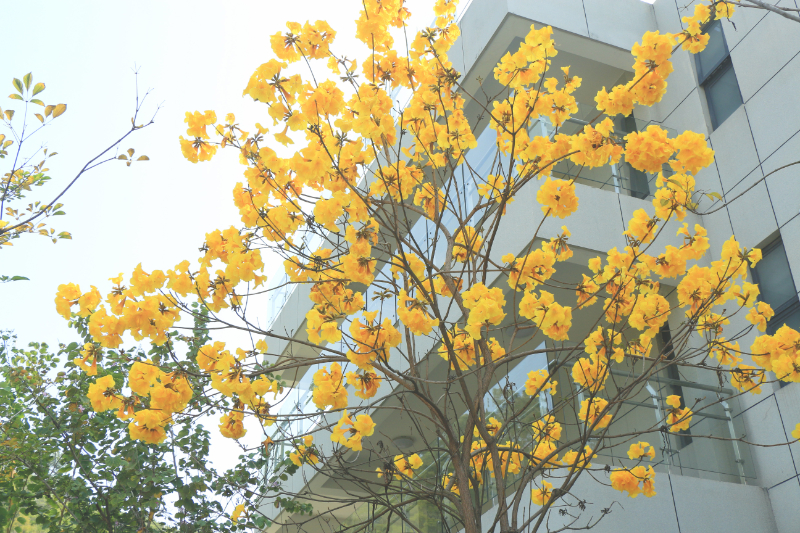 黄花3.jpg