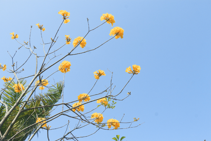 黄花7.jpg